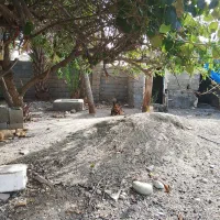 سگ ژرمن نر 2 سال