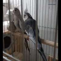 عروس هلندی مولد رنگ خاص