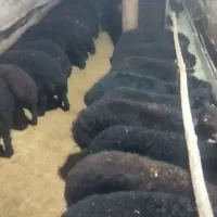 بره شیر مست اکثریت نر