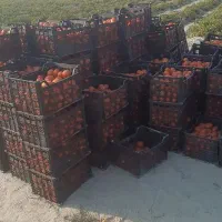 اجاره زمین کشاورزی