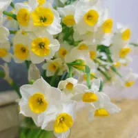 گل نرگس خوسف