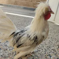 مرغ و خروس سلطان|حیوانات مزرعه|شیراز, وحدت|دیوار