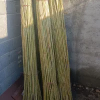 نی فروشی|لوازم جانبی حیوانات|گرگان, |دیوار