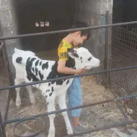 استخدام کارگرگاوداری