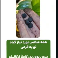 به گیاهت جونِ دوباره بده|گل و گیاه طبیعی|قم, سراجه|دیوار
