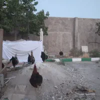 فروش یا معاوضه خروس یکساله با مرغ.