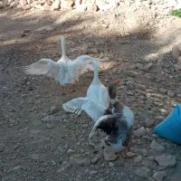 غاز|پرنده|دیواندره, |دیوار