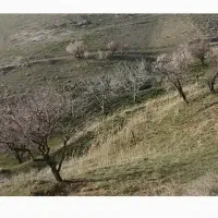 فروش-باغ