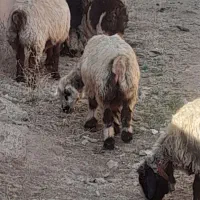 گوسفند میش وبره
