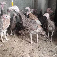 بوقلمون برنز و بوربون ۷۰ روزه