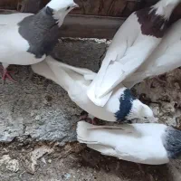 فروش چند جفت طوقی کرمانشاهی|پرنده|سمیرم, |دیوار