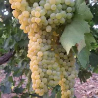 فروش-باغ-انگور-در-شناط-نرسیده-به-تالار-گلدیس