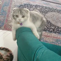 گربه بریتیش