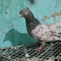 سرور کاکل و اشعل زرد درجه یک|پرنده|خرمشهر, |دیوار