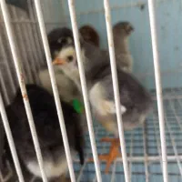 جوجه لاری و برهما لایت