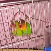 طوطی برزیلی باقفس