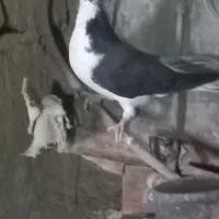 کفتر ساده سیاه پولکی وسرخ|پرنده|خوسف, |دیوار