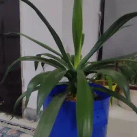 گل آگوا تایلندی|گل و گیاه طبیعی|مشهد, ایثارگران|دیوار