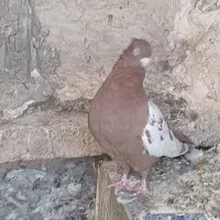 کفتر نرو ماده