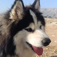 واگذاری دو قلاده سگ هاسکی