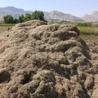 کاه ماش و ماش