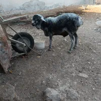 بره چاق و سرحال