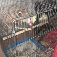 یه جفت عروس هلندی مولد