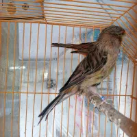 قناری ماده اوپال اورجینال