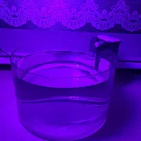 اکواریوم و ماهی فلاور