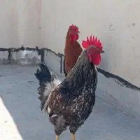 دو عدد خروس چاق