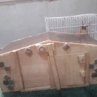 خرگوش هلندی یه عدد نر|موش و خرگوش|تهران, تهرانپارس شرقی|دیوار