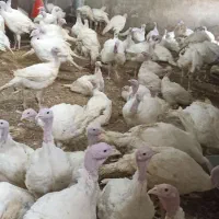 بوقلمون گوشتی