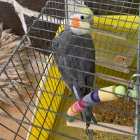 عروس هلندی نر