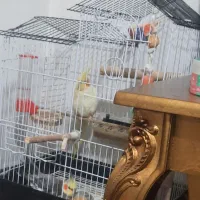 واگذاری عروس هلندی  معلول|پرنده|رشت, یخسازی|دیوار