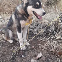 سگ هاسکی