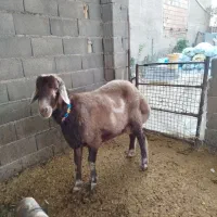 نر تخمی|حیوانات مزرعه|سرخنکلاته, |دیوار