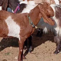 بز دورگ پاکستانی