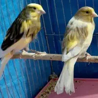 قناری نرو ماده مولد