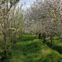 باغ بر اتوبان تهران دارای آب برق گاز|فروش زمین و ملک کلنگی|زنجان, |دیوار