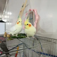 عروس هلندی مولدبالغ کاملااروم وبی صدا