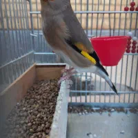 سهره کرمونی