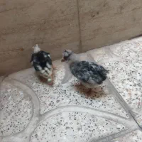 دو عدد جوجه گلین