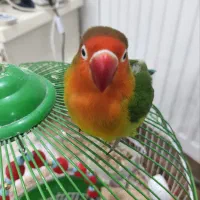 طوطی برزیلی فیشر