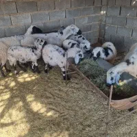 ۶ راس میش بره فروشی