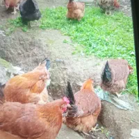 مرغ وخروس محلی ارگانیک|حیوانات مزرعه|لنگرود, |دیوار