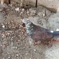 ۹۵۰ تومان کلش