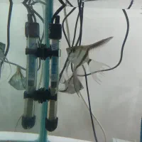 ماهی اکواریوم