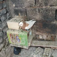 یک عدد کفتر طوقی