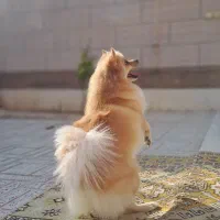 سگ پامر روباهی ماده با شناسنامه|سگ|برخوار, |دیوار