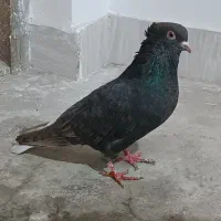 دم سفید ماده